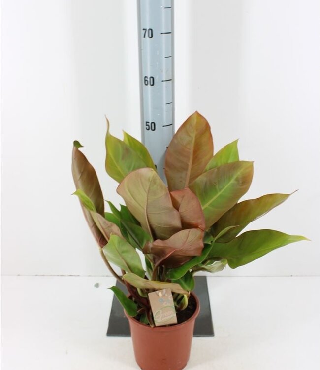 Philodendron Orange Prince | Pot size 17 | Each