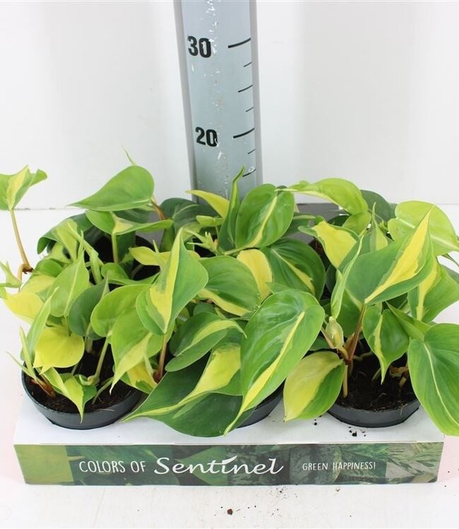 Philodendron Scandens Brasil | Topfgröße 12 | Pro 6 Stück