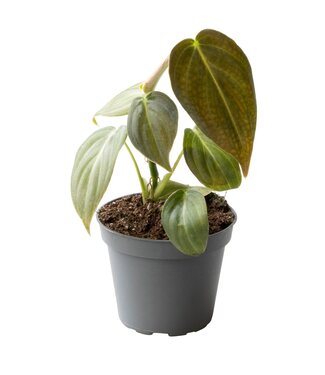 ME Philodendron Melanochrysum | Per 12 pieces