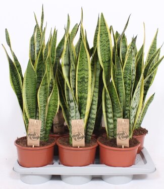 ME Sansevieria Laurentii | Par 6 pièces