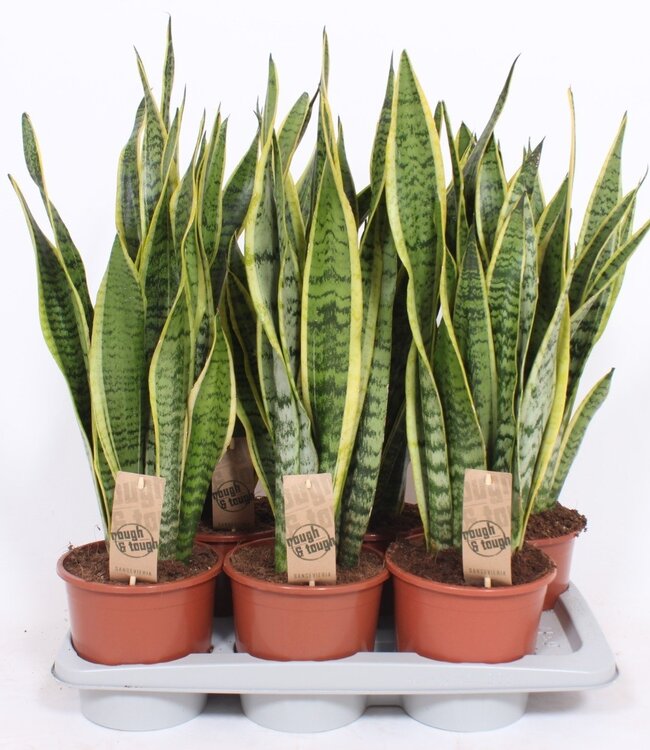 Sansevieria Laurentii | Par 6 pièces