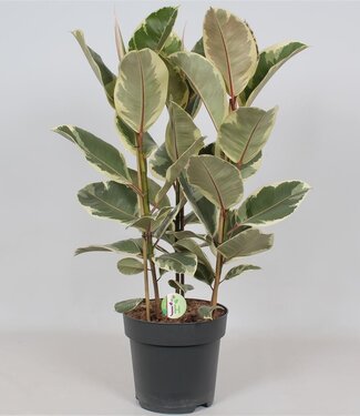 ME Ficus 'Tineke' | Per piece