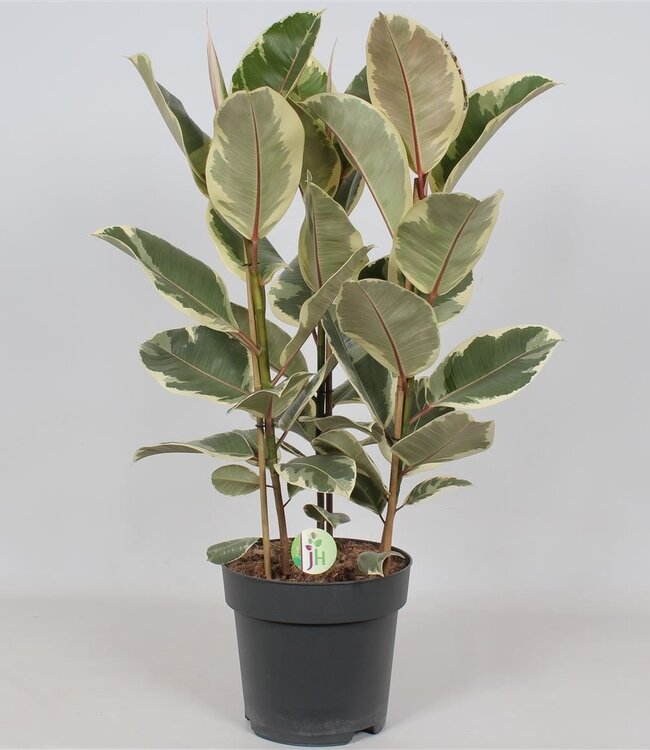 Ficus 'Tineke' | Per piece