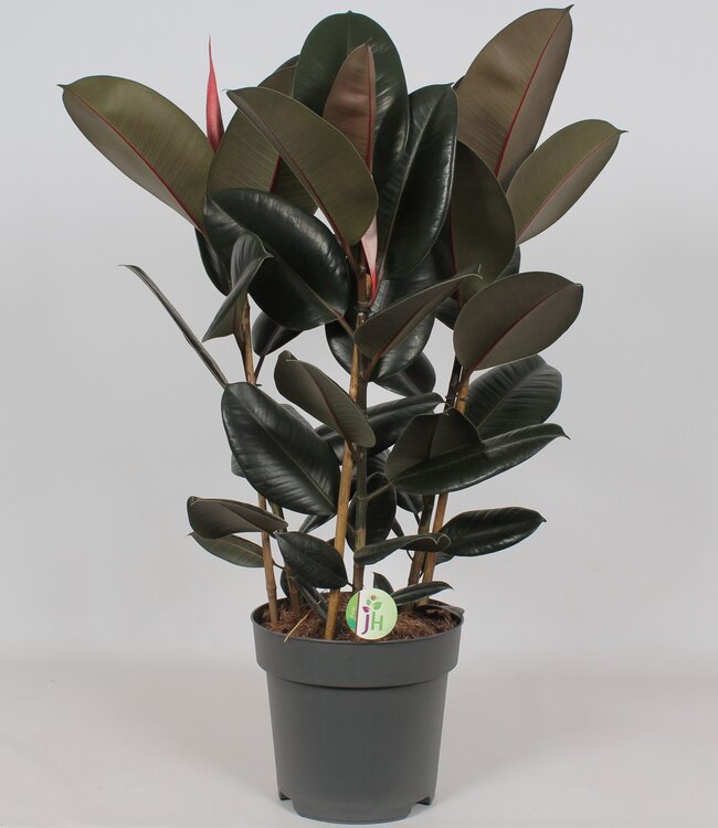 Ficus 'Abidjan' | Per stuk