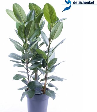 ME Ficus Audrey toef 3 stekken pp | Per 5 stuks