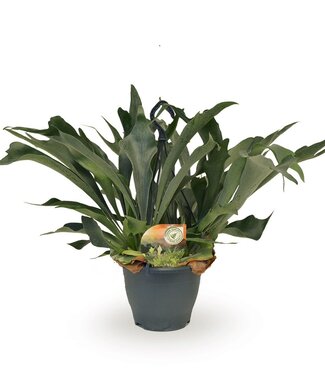 ME Platycerium bifurcatum hanging pot | 2 pieces