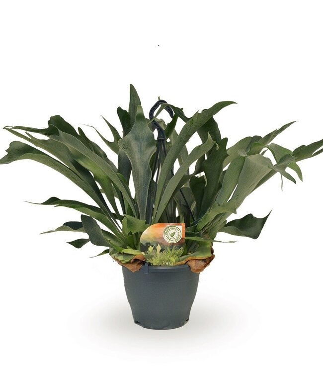 Platycerium bifurcatum hanging pot | 2 pieces