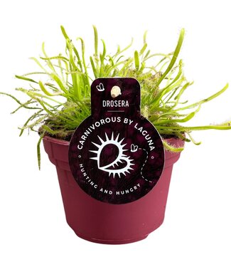 ME Drosera Capensis 12 cm white | Per 6 pieces