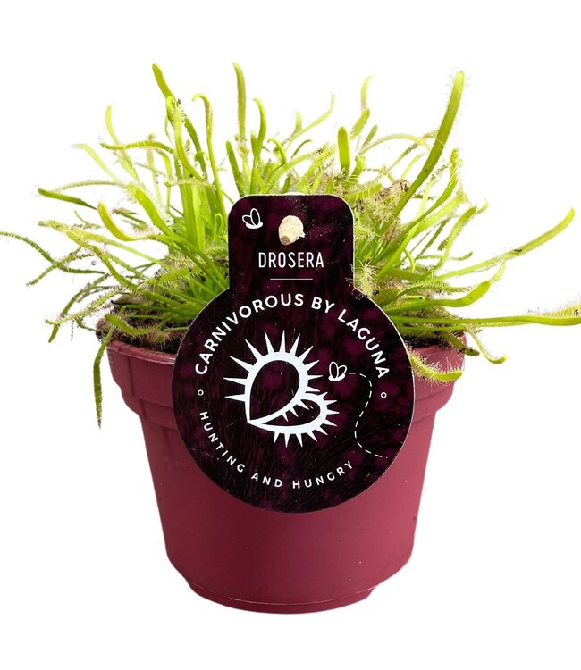 Drosera Capensis 12 cm white | Per 6 pieces