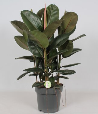 ME Ficus 'Robusta' | Per piece