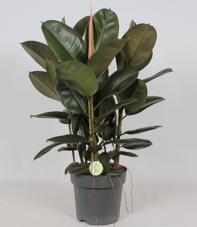 Ficus 'Robusta' | Per piece