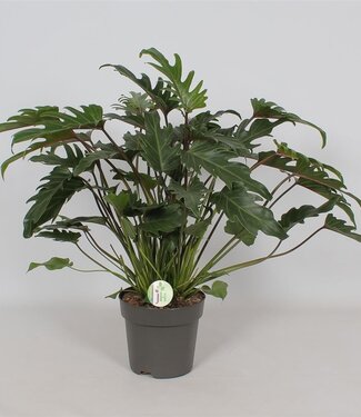 ME Philodendron 'Xanadu' | Per stuk