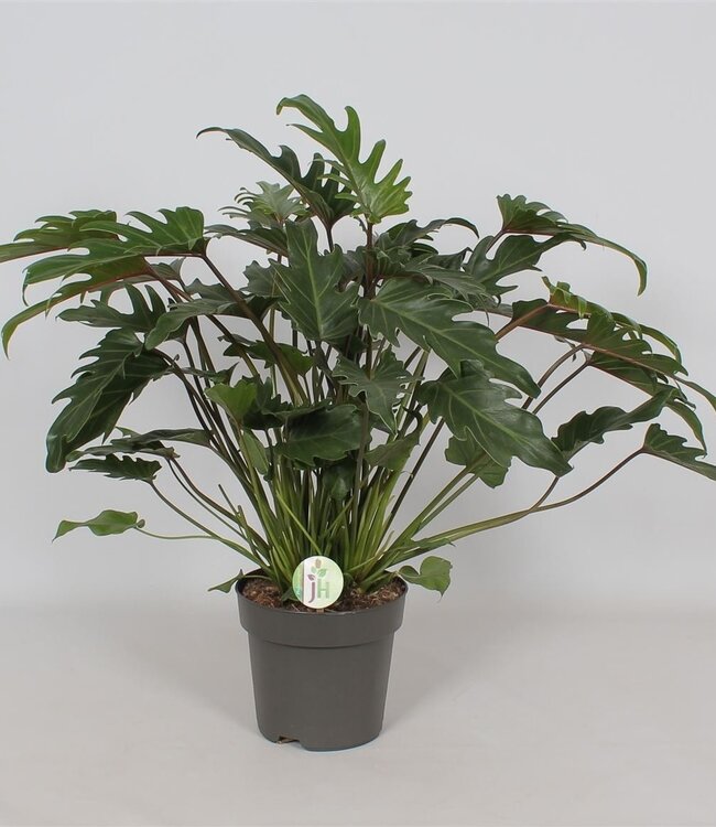 Philodendron 'Xanadu' | each