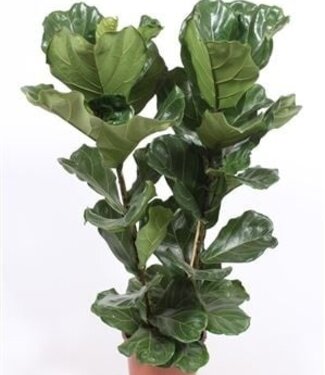 ME Ficus lyrata 2 par pot | Chaque