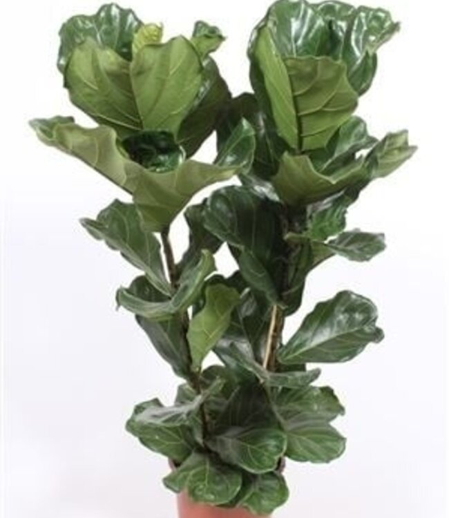 Ficus lyrata 2 par pot | Chaque