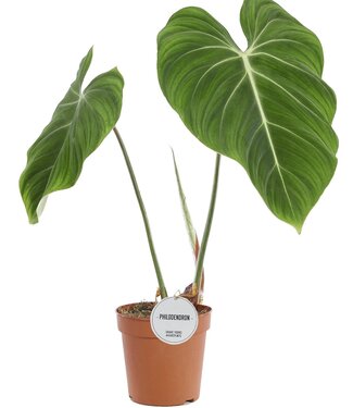 ME Philodendron Gloriosum | Par 4 pièces