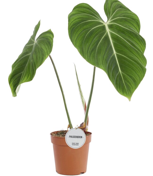 Philodendron Gloriosum | Par 4 pièces