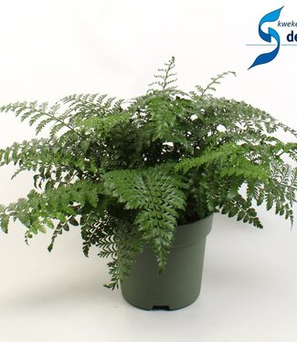 ME Asplenium Parvati | Per stuk