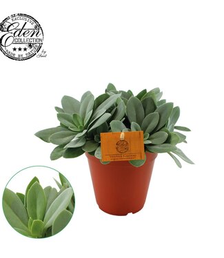 ME Senecio Cephalophorus 15cm | Per 5 pieces