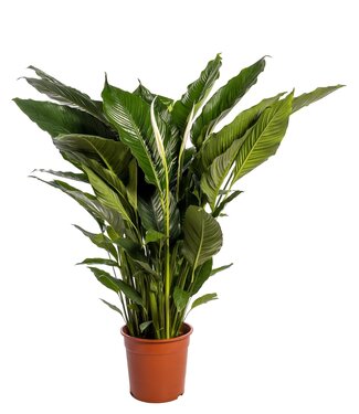 ME Spathiphyllum 'Sweet Sebastiano' blanco | Per stuk