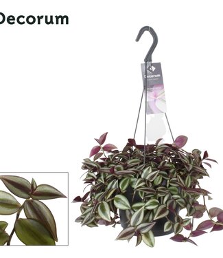 ME Tradescantia Zebrina Purpusii | Par 6 pièces