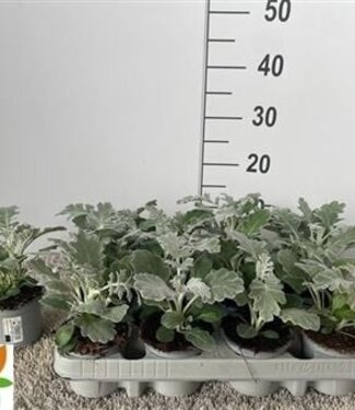 ME Senecio Cineraria P9 | Per 12 stuks