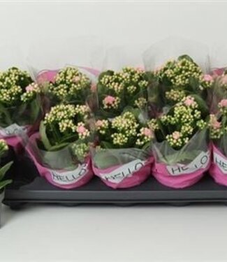 ME Kalanchoe Ge African June | Pot size 10.5 | Per 10 pieces