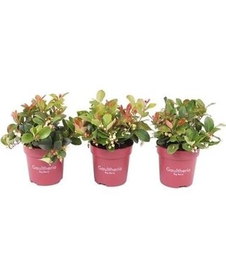 ME Gaultheria Pro Big Berry | Pot size 10.5 | Per 15 pieces