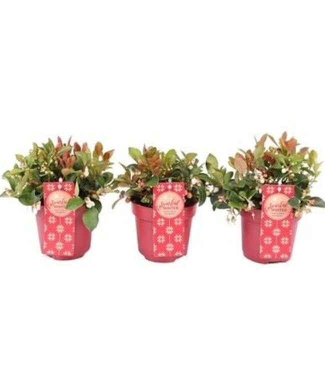 Gaultheria Pro Big Berry | Pot size 12 | 8 pieces