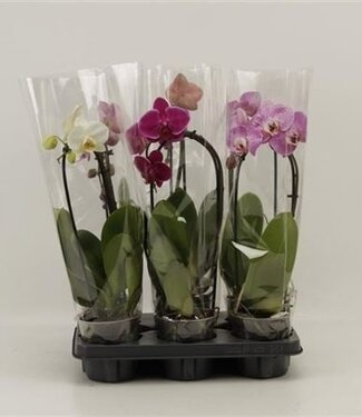 ME Phalaenopsis El Cascade | Per 10 pieces