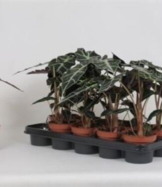 ME Alocasia Polly | Pot size 12 | Per 10 pieces