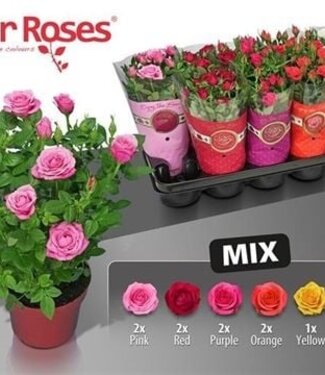 ME Rosa Star R Gem 6 Srt | Taille du pot 12 | Par 10 pièces