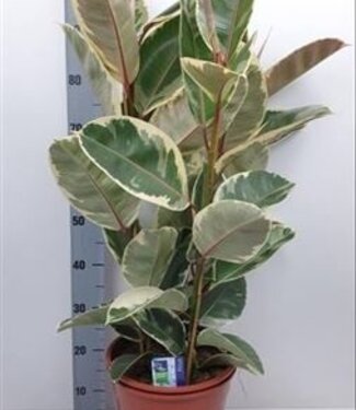 ME Ficus El Tineke | Pot size 27 | Per piece