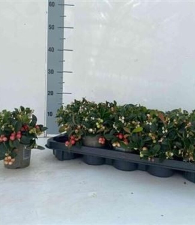 Gaultheria Pr Big Berry | Pot size 11 | Per 10 pieces