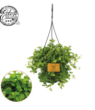 ME Peperomia Rotundifolia 15cm HP | Per 5 pieces