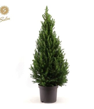 ME Picea gl. December'® P26 80/90 | Per piece