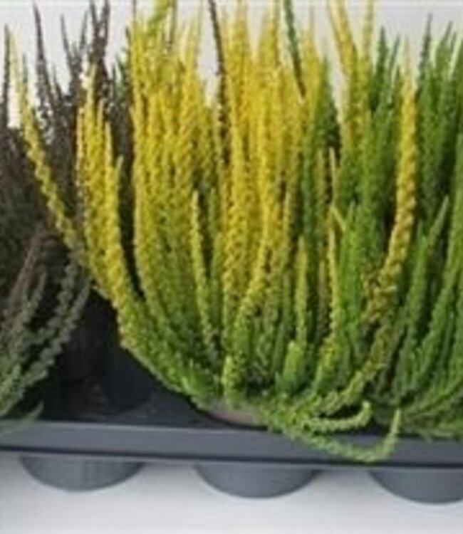 Calluna Vulgaris | Per 8 stuks