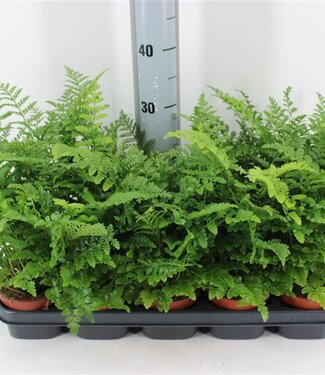 ME Asplenium Parvati 'outdoor' | Pot size 12 | Per 10 pieces