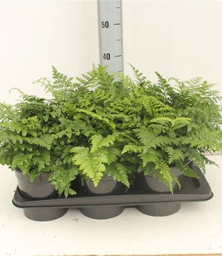 ME Asplenium Parvati 'outdoor' | Pot size 17 | Per 6 pieces