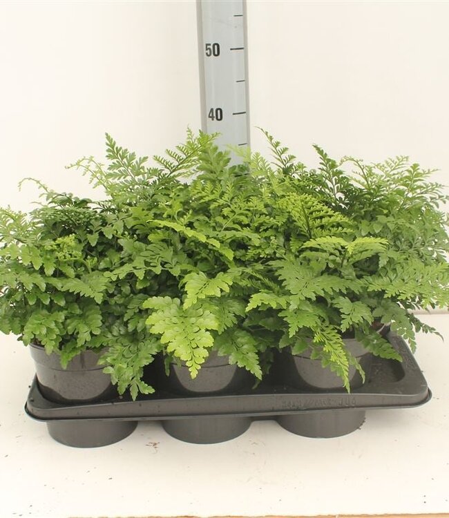 Asplenium Parvati 'outdoor' | Taille du pot 17 | Par 6 pièces