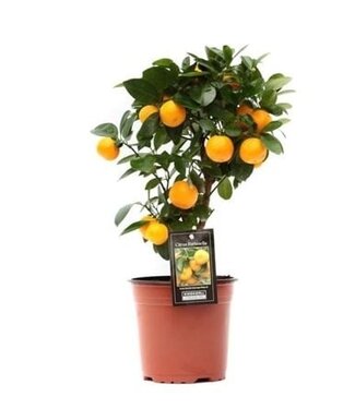 ME Citrus Calamondin | Pot size 15 | Per 5 pieces