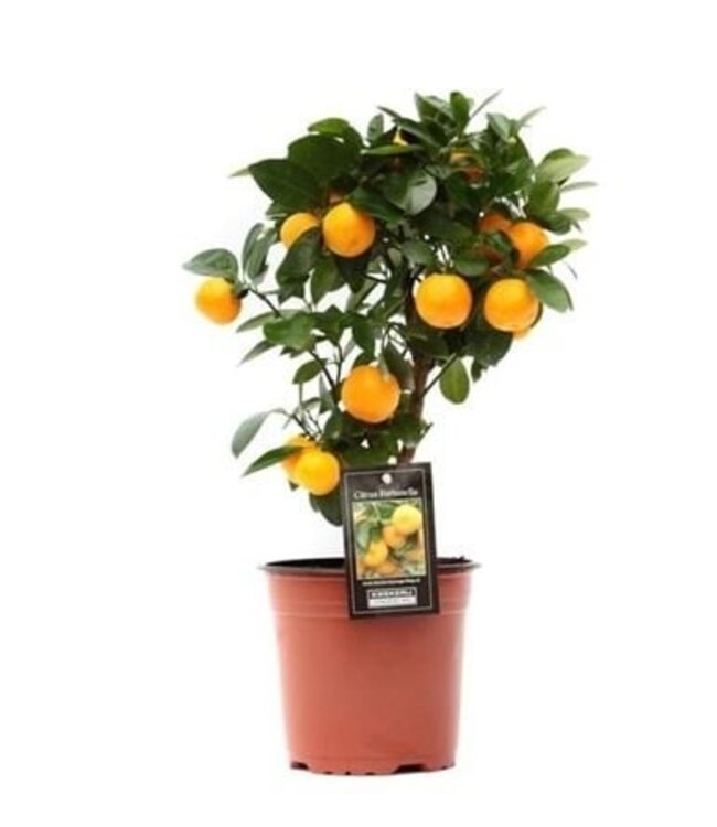 Citrus Calamondin | Taille du pot 15 | Par 5 pièces