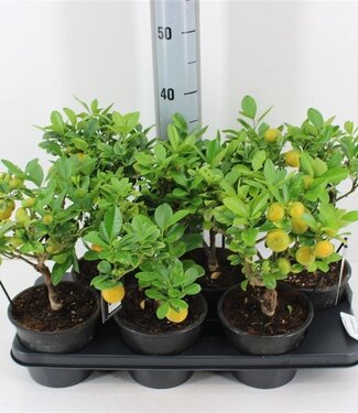 ME Citrus Microcarpa | Pot size 15 | Per 6 pieces