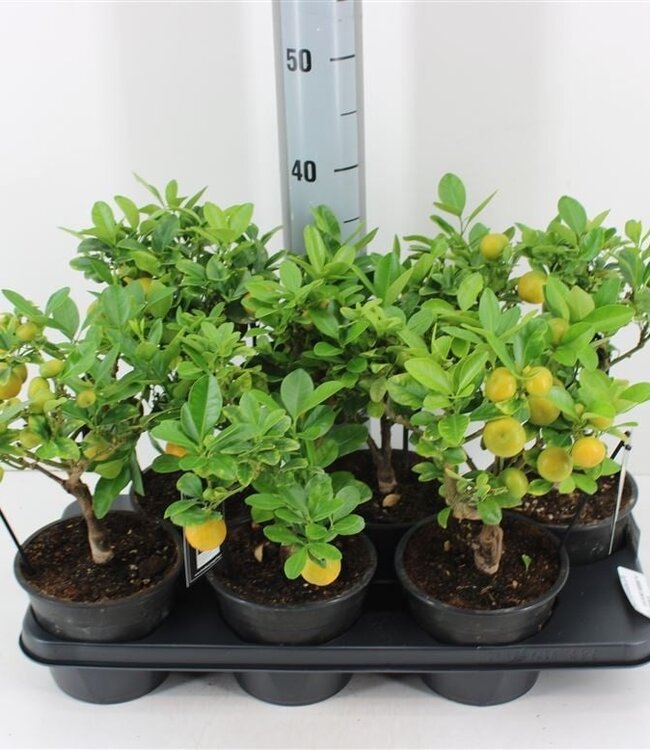 Citrus Microcarpa | Taille du pot 15 | Par 6 pièces