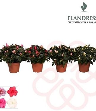 ME Rhododendron Si Mixed | Pot size 12 | Per 8 pieces