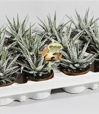 ME Haworthia Alda P8 | Per 12 pieces