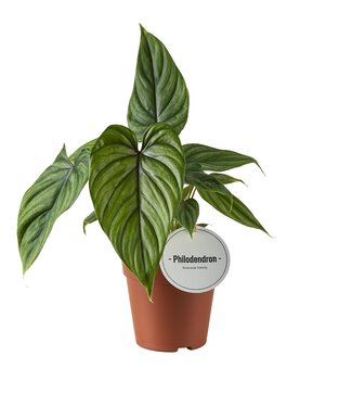 ME Philodendron Plowmanii | Par 6 pièces