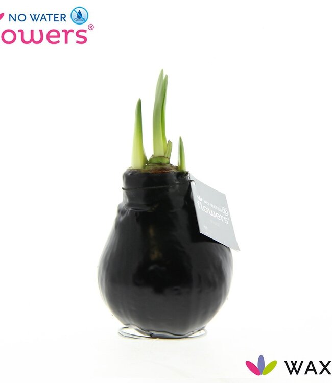 No Water Flowers Waxz® Black | Per 6 stuks