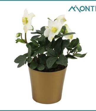 ME Helleborus Christmas Carol 12 cm Golden Stars | Per 12 pieces