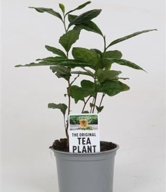 ME Camellia Sinensis (théier) (pas de Mps A) | Taille du pot 10,5 | Par pièce